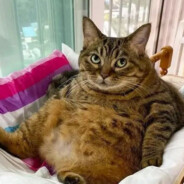 Fat Cat