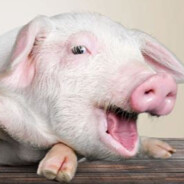 Swine!