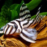 Pleco