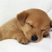 DOGGY
