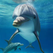 Delfin