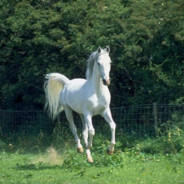 CSporce