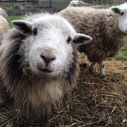 COOL SHEEP| ♥♥♥♥♥♥♥♥.com