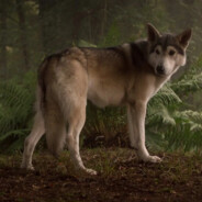 Nymeria