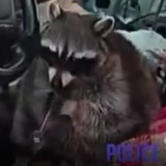 Raccoon on Meth