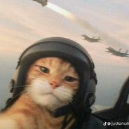 Military cat