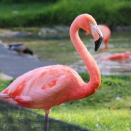 flamingo