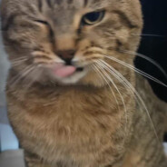 sveno