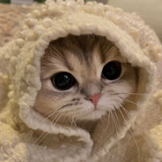 ilovepussycats