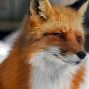 FoxBox