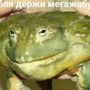 Держи ЖАбу