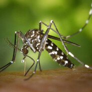 Mosquitão LGBT