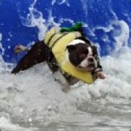 Surfing Cat