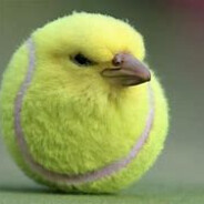 tennis bird