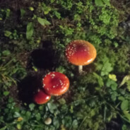 rosenrotteneggs