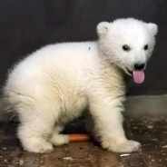 Kleiner Eisbär