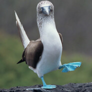 Blue Boobie Gaming