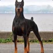 Dobermann