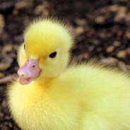 Quacka