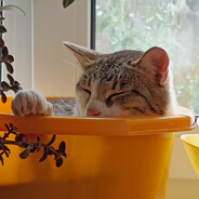 JohnnyCAT