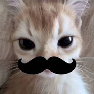 moustache cat :)