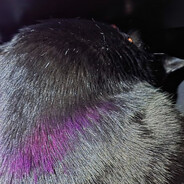 Rest in Peace Ninja I love you
