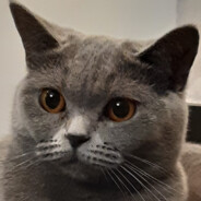 Bella