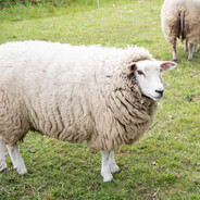 sheep