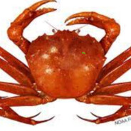 CRAB