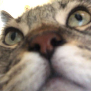 Ogo0d4
