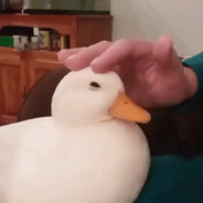 ImmaDead