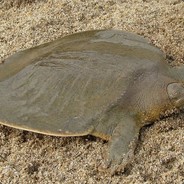 turtle without shell