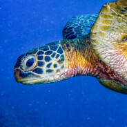 Tortoiga