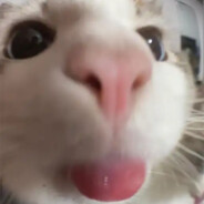 fent laced cat