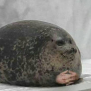 Chonky seal