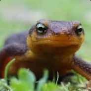 Newts