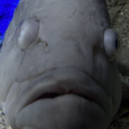 LePoissonMignon