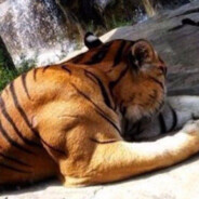 tigr0panch