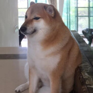 Doge