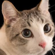 meong meong
