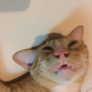 Pacapok