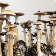 MDMA