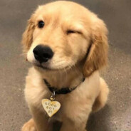 certified doggo