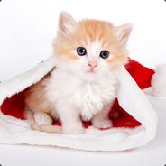 santa cat