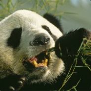 Pandaman