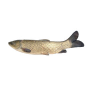 Grass Carp