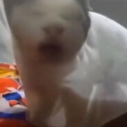 seanvll