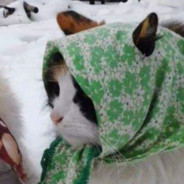 Babushka Cat