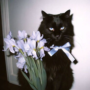 Monsieur V.