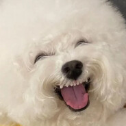 bobo